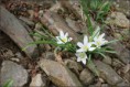 /album/galerie-kytek1/ornithogalum-nanum-jpg/